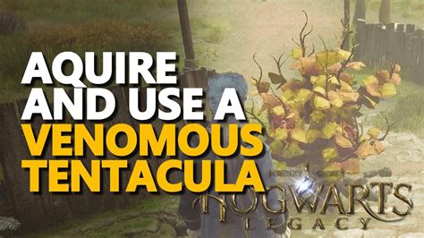 Where To Find a Venomous Tentacula in Hogwarts Legacy